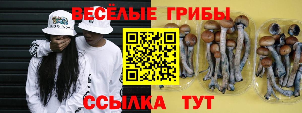 Галлюциногенные грибы Psilocybine cubensis Абинск